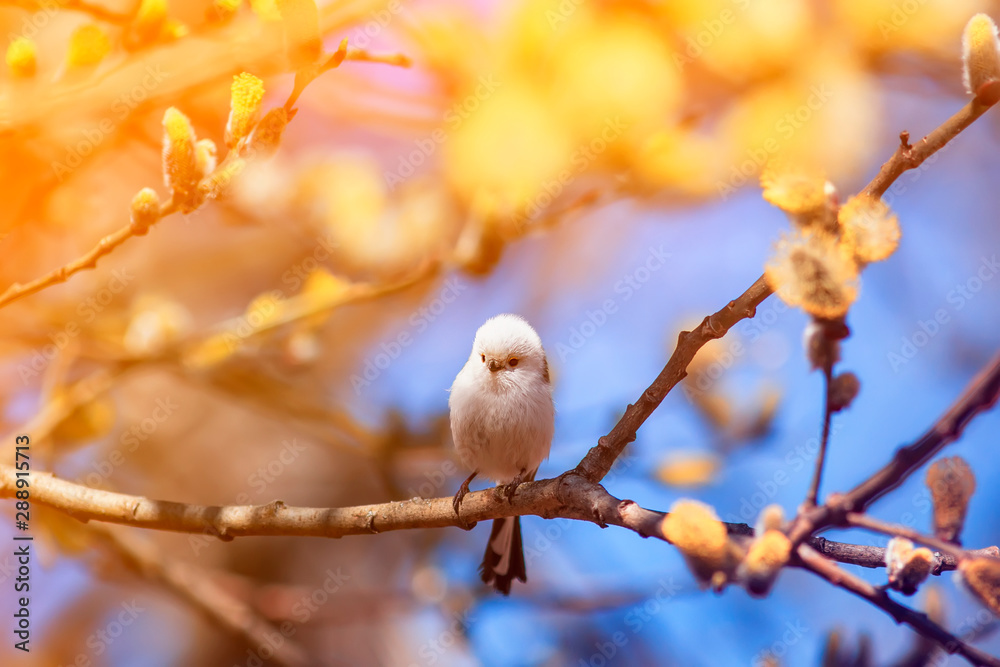 beautiful natural background with cute songbird long-tailed tit sitting on a branch with fluffy yellow willow buds in spring Sunny garden beautiful natural background with cute songbird long-tailed tit sitting on a branch with fluffy yellow willow buds in spring Sunny garden
