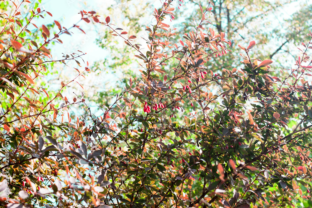 Ripe red colored barberry berries on a branch in autumn fall blurred sunlight colored against blue sky Ripe red colored barberry berries on a branch in autumn fall blurred sunlight colored against blue sky