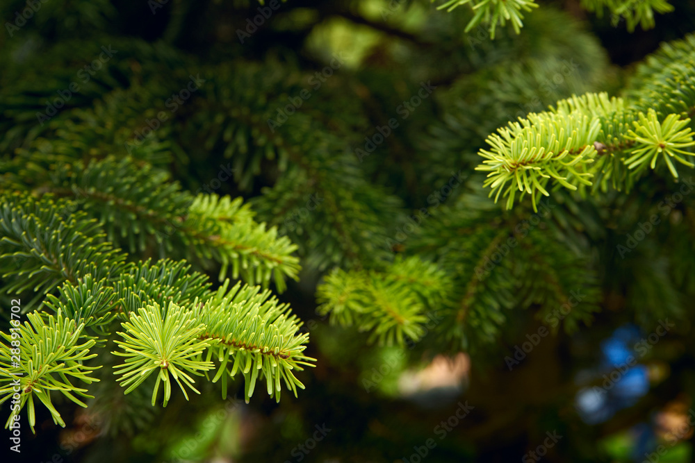 The Beautiful green christmas tree. macro shooting The Beautiful green christmas tree. macro shooting