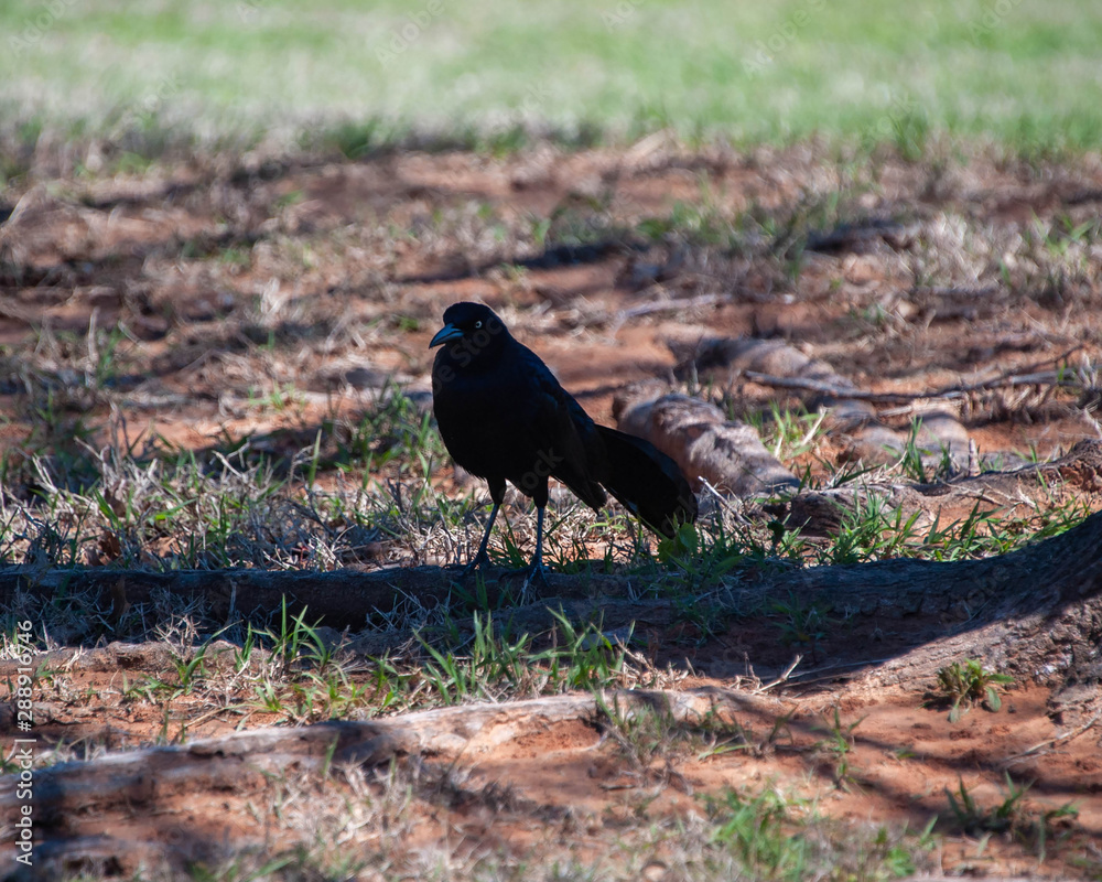 Obraz premium Grackle