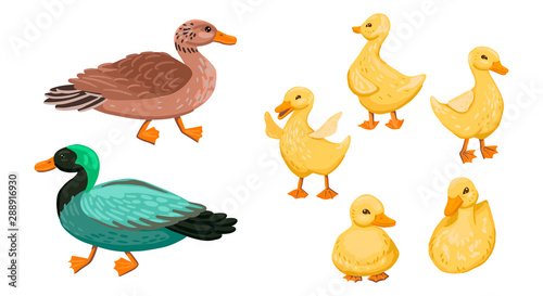 Duck family. Set small ducklings with parents  drake and duck. Vector cartoon illustration