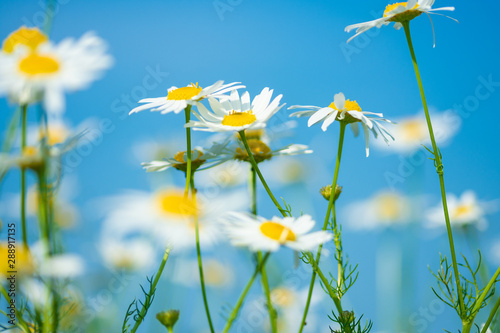 meadow daisies against the blue sky