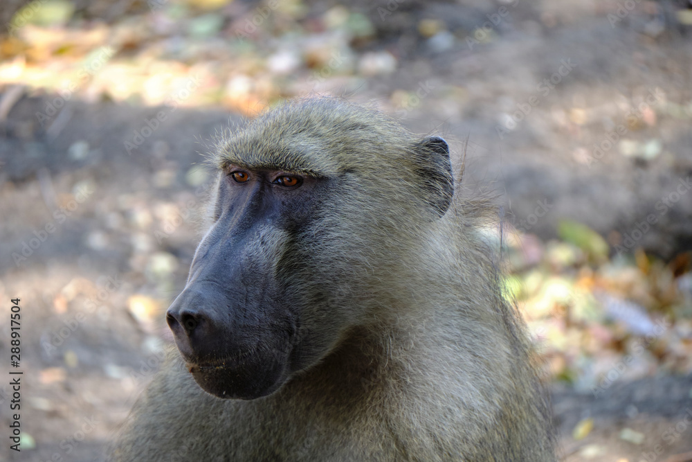 Baboon in Mana Pools National Park, Zimbabwe Baboon in Mana Pools National Park, Zimbabwe