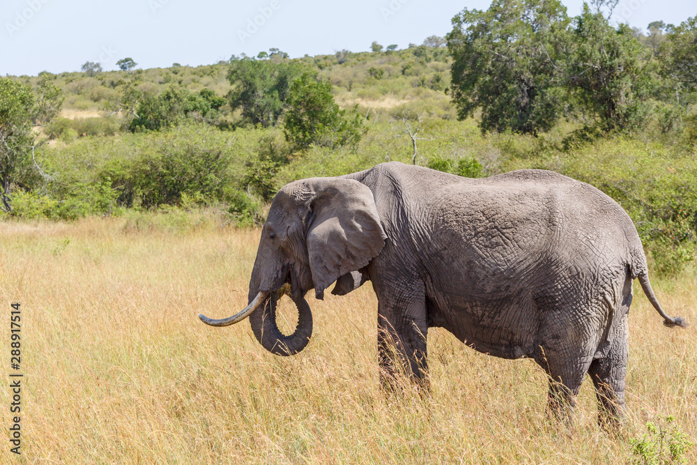 Fototapeta premium African Elephant eating grass on the savannah in Africa