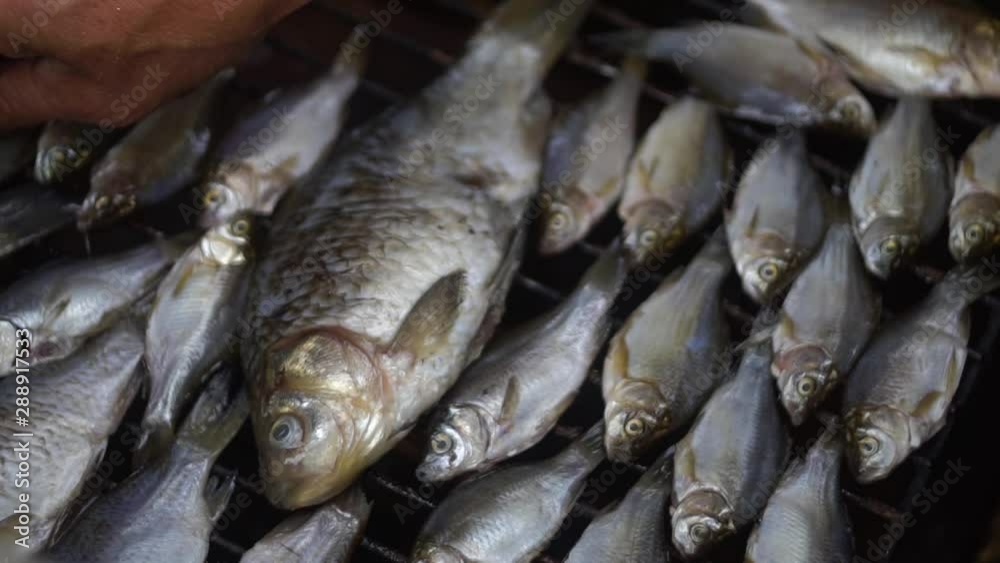 Preparing fish for smoking. Freshly caught fish is ready for smoking Preparing fish for smoking. Freshly caught fish is ready for smoking