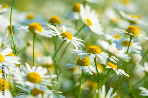 white daisy flower growing in a summer meadow