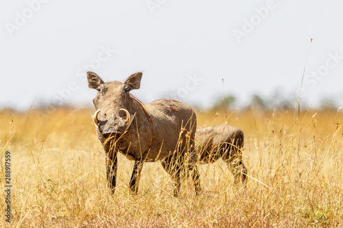 Warthog with big tusk in the high grass on the savannah