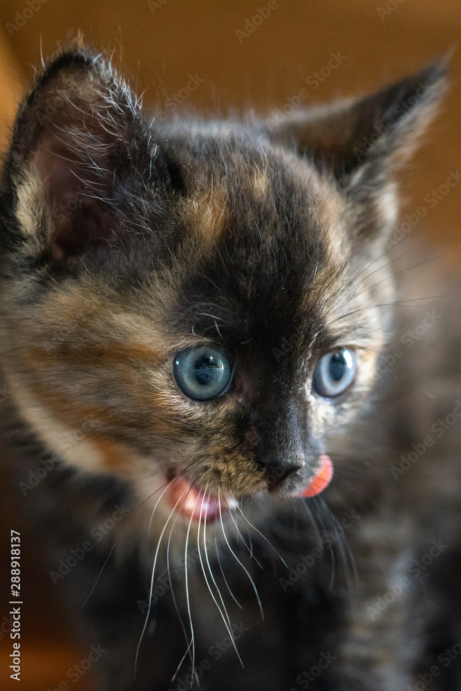Little cute brown kitten with blue eyes licks closeup.