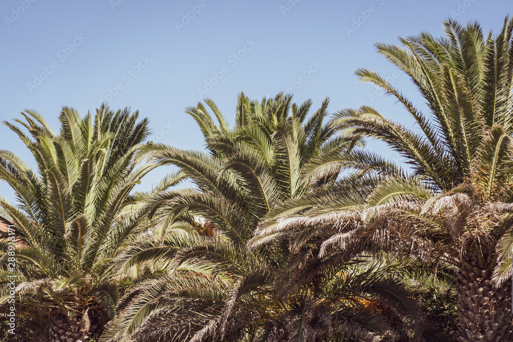 Palm Palm
