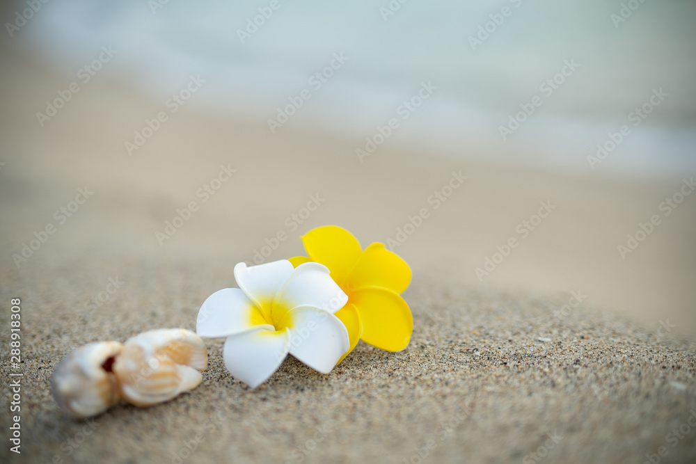 砂浜とプルメリアの花 砂浜とプルメリアの花