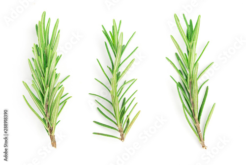 Fototapeta Naklejka Na Ścianę i Meble -  Rosemary leaves isolated on white background, top view