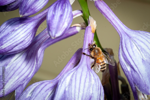 Honeybee (Apis mellifera) taking nectar from hosta flower, rather than entering flower from open end. This benefits the bee, but the flower goes without a pollen exchange. 