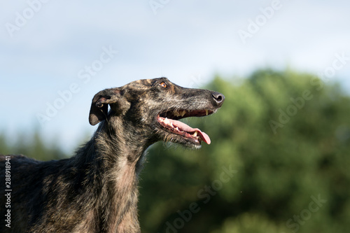 Obraz na płótnie Portrait von einem gestromten Windhund