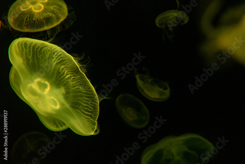 Yellow Glowing Jellyfish 01 © HANK