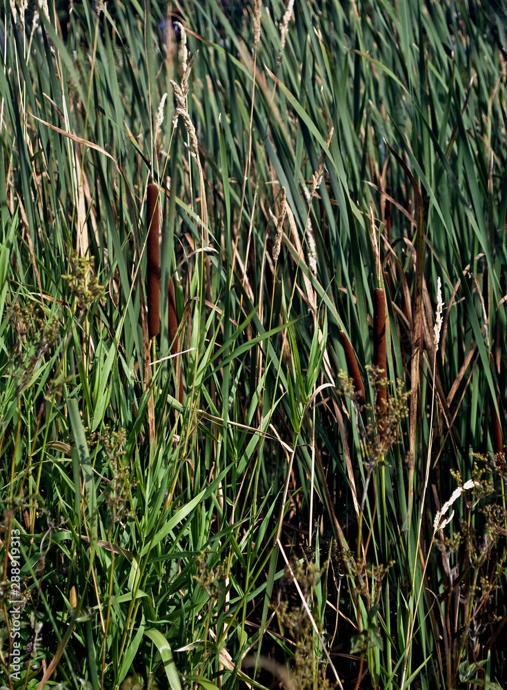 Fototapeta premium es ist nur Schilf...