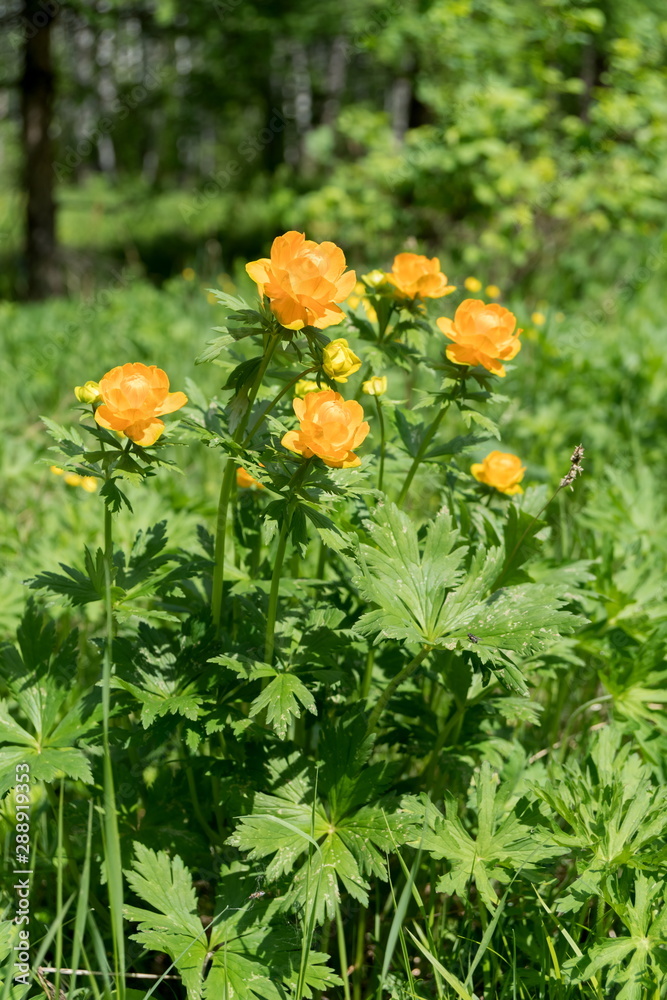 Flowers of orange Globe-flower Asian (lat. Trollius asiaticus) in the forest clearing, on a sunny summer day.
