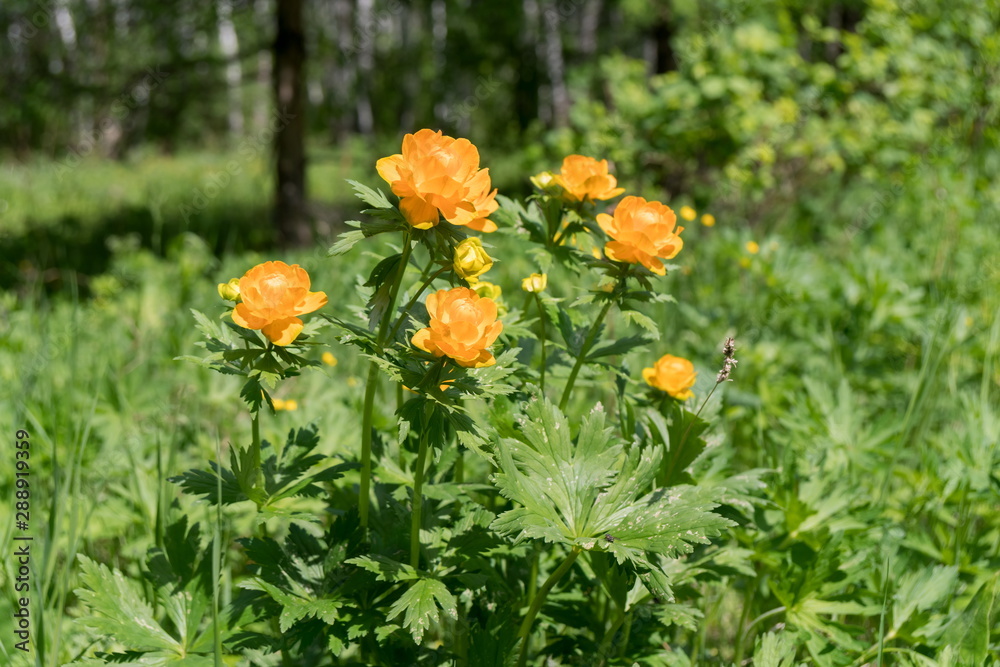 Flowering orange Twinkle Asian (lat. Trollius asiaticus) in the forest in a clearing, on a sunny summer day. Flowering orange Twinkle Asian (lat. Trollius asiaticus) in the forest in a clearing, on a sunny summer day.