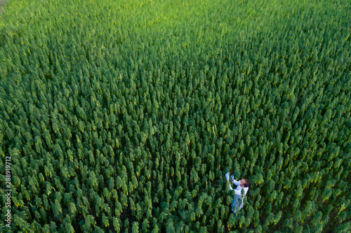 Areal shoot of scientist with magnifying glass observing CBD hemp plants on marijuana field photo
