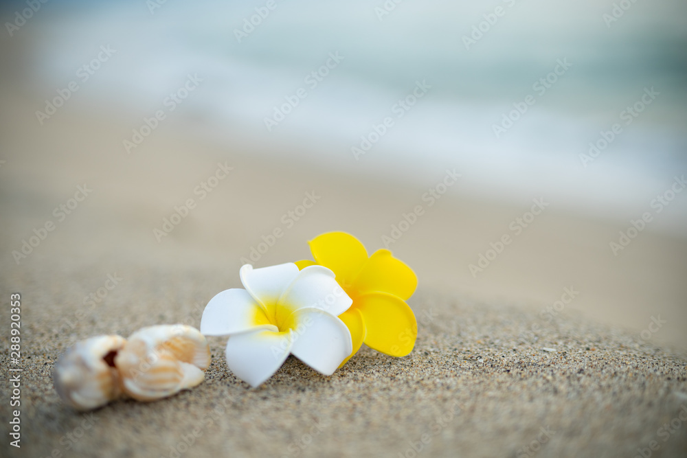砂浜とプルメリアの花 砂浜とプルメリアの花