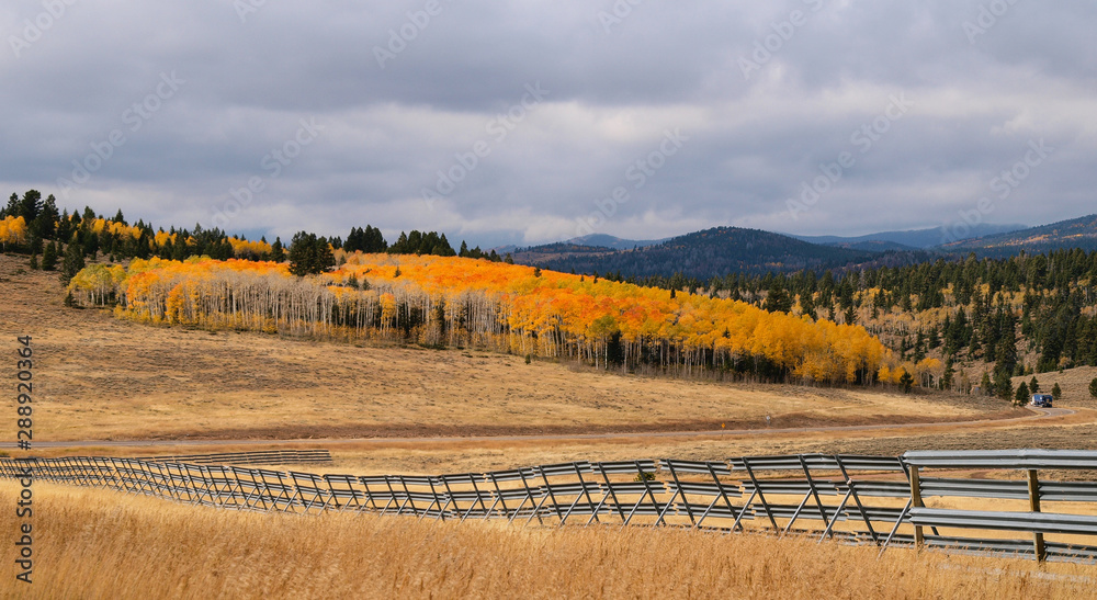 Aspen forest and fence in Wyoming