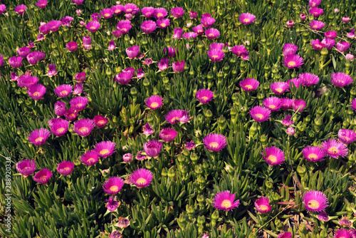 Meadow with purple Hottentot figs in Greece Selective focus