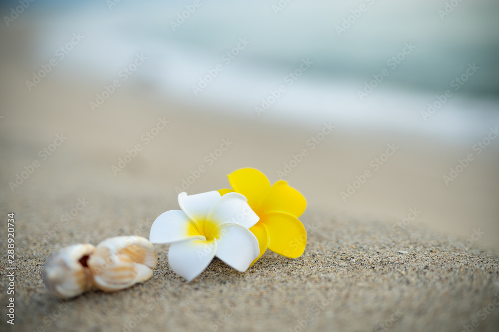 砂浜とプルメリアの花 砂浜とプルメリアの花