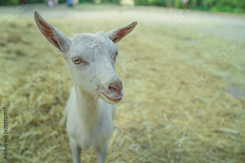 Fototapeta Naklejka Na Ścianę i Meble -  A white goat is grazing outdoors in the park.