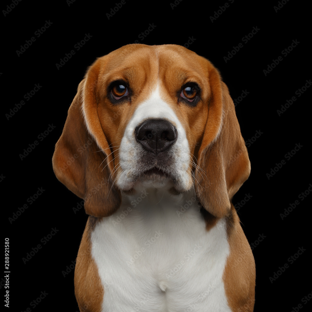 Closeup Portrait of Beagle Dog Gazing Isolated on Black Background in studio