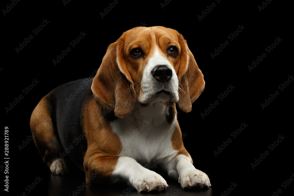 Purebred Beagle Dog Lying and Looking in Camera Isolated on Black Background, front view
