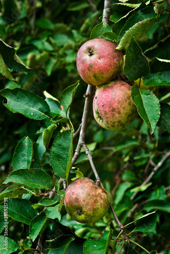 Apples ripening on old tree in central Virginia. Tree has not been sprayed with pesticides or fungicides, so apples have developed fungal diseases called sooty blotch and fly speck.