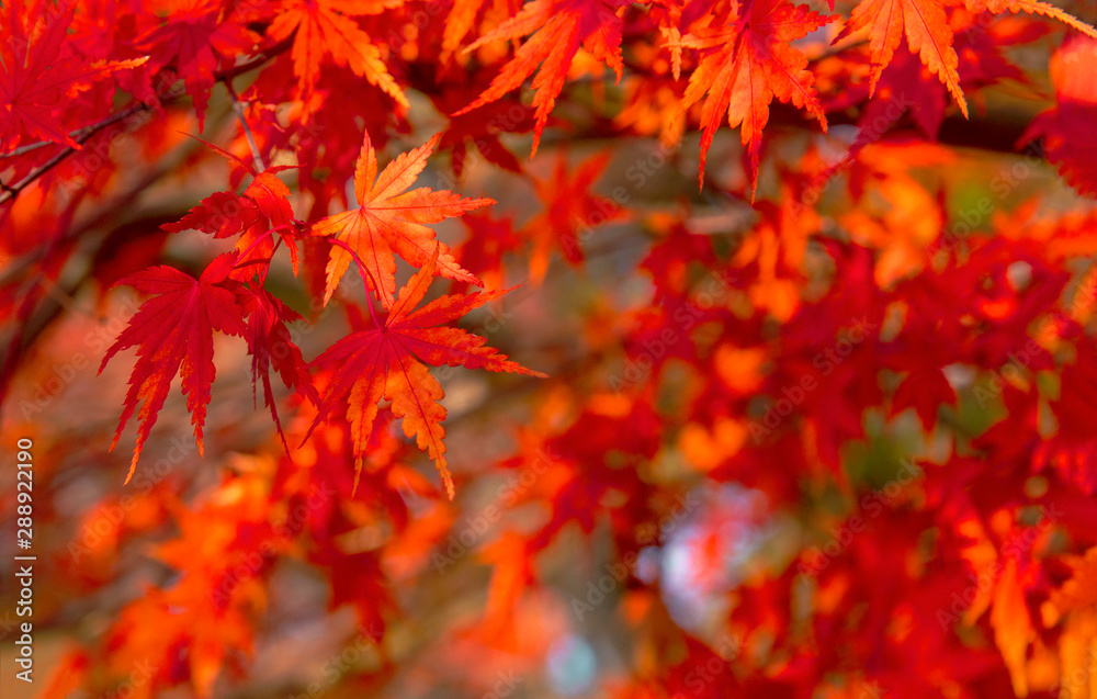 Autumn Colors in Tokyo, Japan, Beautiful autumn maple leaves in sunlight. Autumn forest natural landscape. Autumn Colors in Tokyo, Japan, Beautiful autumn maple leaves in sunlight. Autumn forest natural landscape.