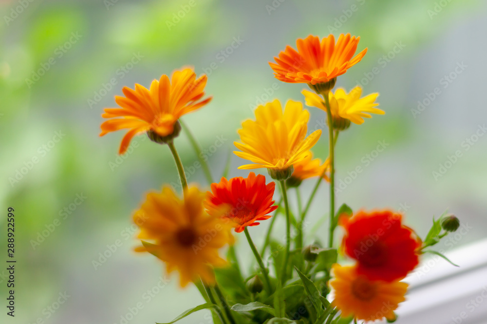 Orange and yellow calendula flowers on a blurred background. Selective focus. Orange and yellow calendula flowers on a blurred background. Selective focus.