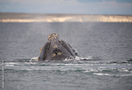 Southern Right Whale in Peninsula Valdes. Puerto Madryn, Argentina. © buenaventura13