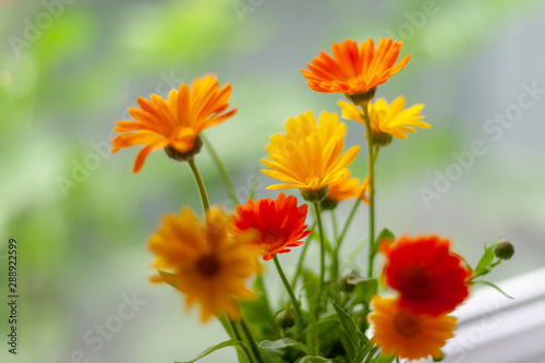 Orange and yellow calendula flowers on a blurred background. Selective focus.