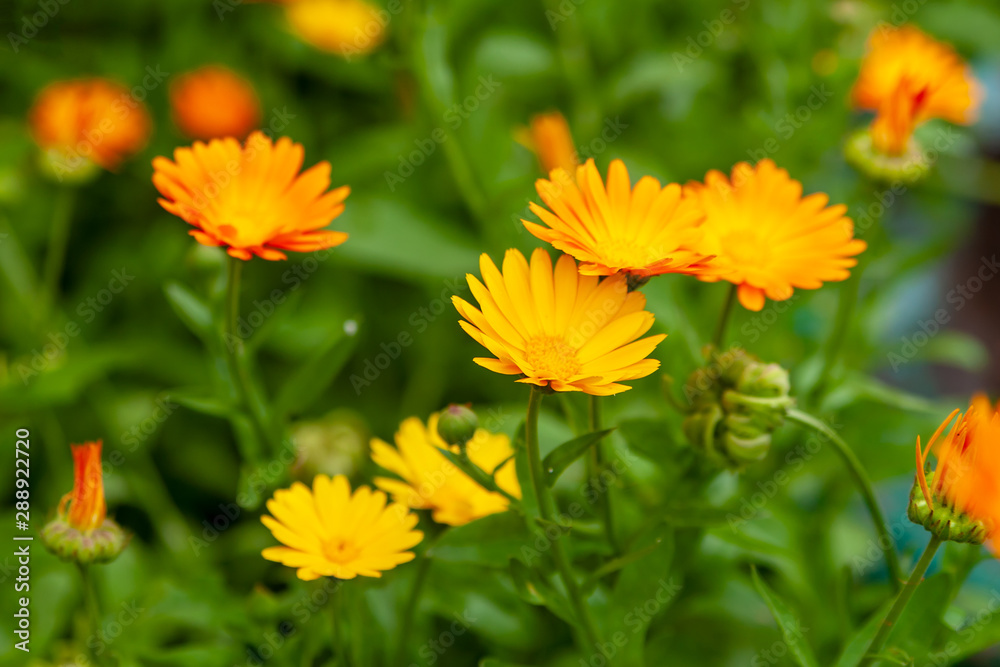 Calendula is a joyful flower. Orange and yellow flowers of calendula close up. Calendula is a joyful flower. Orange and yellow flowers of calendula close up.