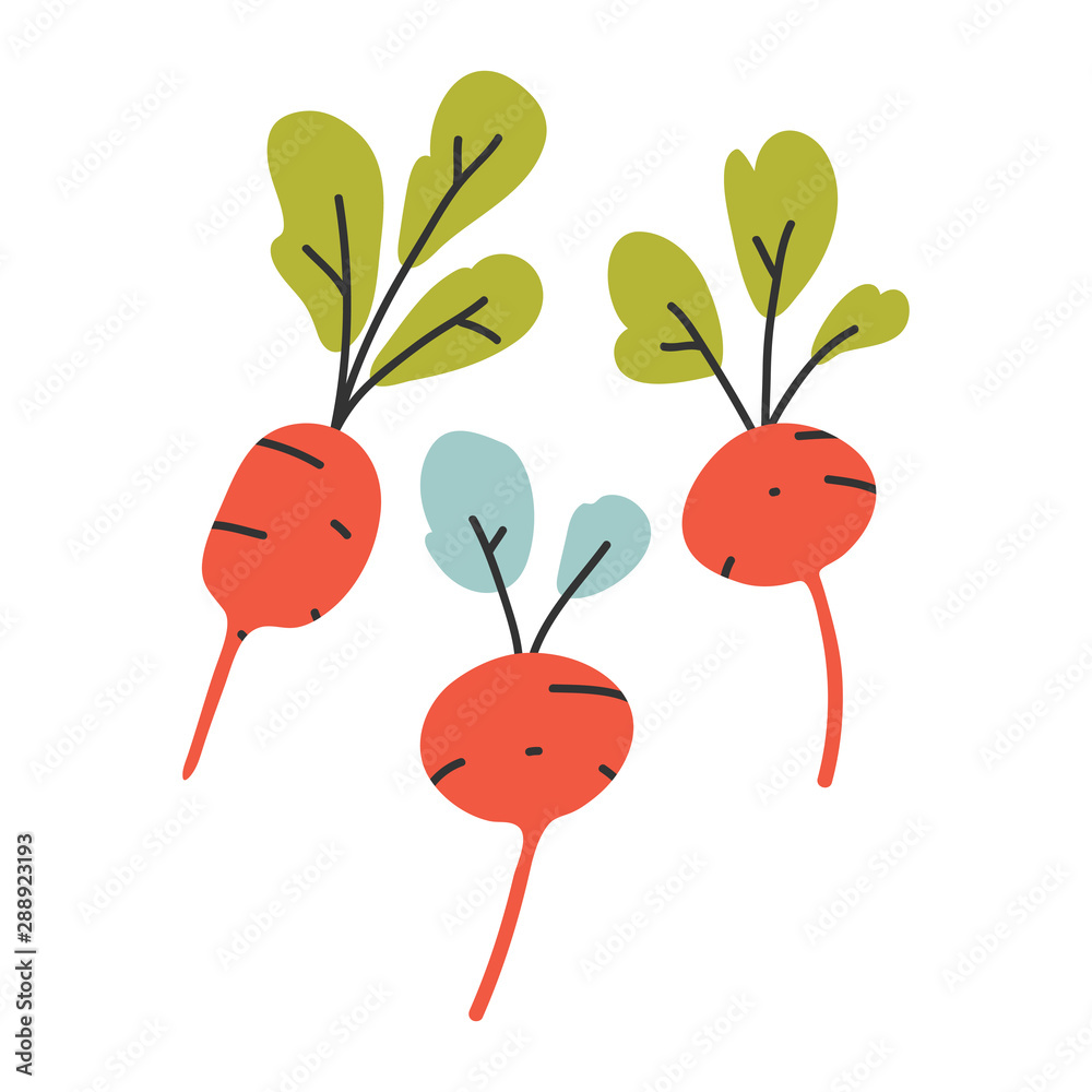 hand drawn vector illustration of radish root cooking ingredient in modern sketch hanndrawn