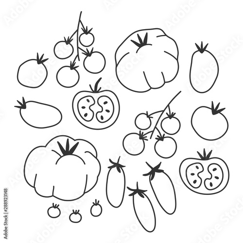 Vector illustrations of different kinds of tomato. Hand drawn various sorts of tomato vegetable. Isolated simple sketch style drawings. Linear vector icons of veggies. Kitchen cooking elements.