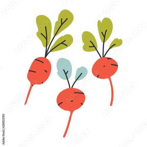 hand drawn vector illustration of radish root cooking ingredient in modern sketch hanndrawn style. Colorful drawing of vegetable with isolated on white background.