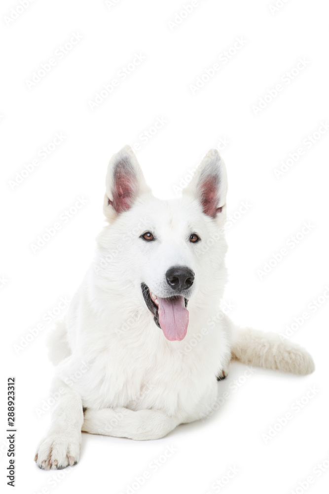 Swiss shepherd dog lying on white background