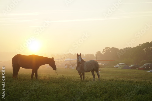 horses on the meadow with a rise © Ирина Терновская