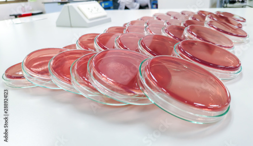 macconkey agar