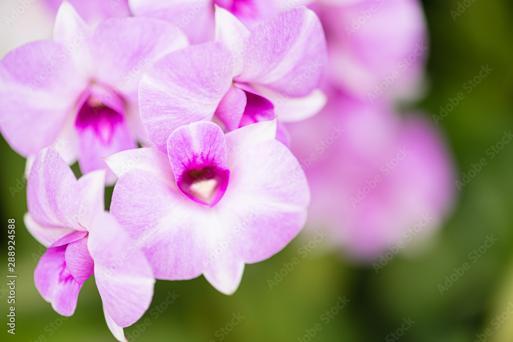 Light pink orchid, green background, blurred bokeh Light pink orchid, green background, blurred bokeh