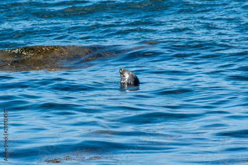 seal swimming in water