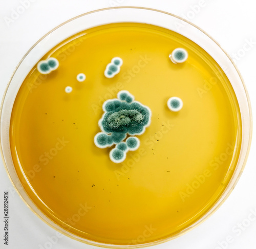 Penicillium sp. on Sabouraud's dextrose agar (SDA) incubated at 25 celsius 5 day