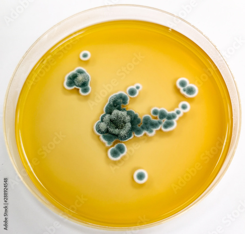 Penicillium sp. on Sabouraud's dextrose agar (SDA) incubated at 25 celsius 5 day