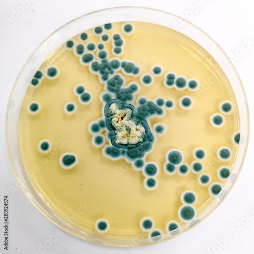 Penicillium sp. on Sabouraud's dextrose agar (SDA) incubated at 25 celsius 5 day