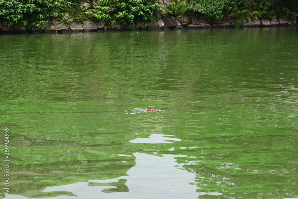 Fototapeta premium Osaka