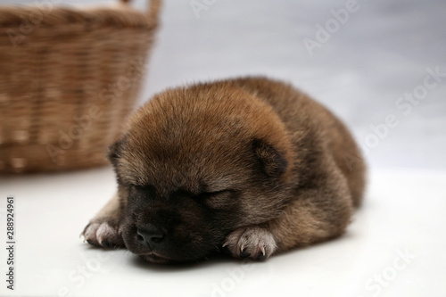 Close-up of a Newborn Shiba Inu puppy. Japanese Shiba Inu dog. Dog Sleeping. Beautiful shiba inu puppy color brown and mom. 5 day old. Puppy on hand. Dog on basket. © Thirawatana