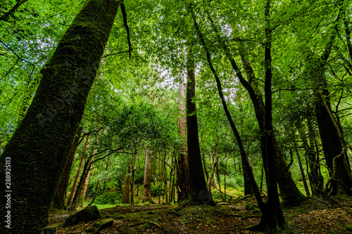 Fototapeta Naklejka Na Ścianę i Meble -  Forest in Ireland
