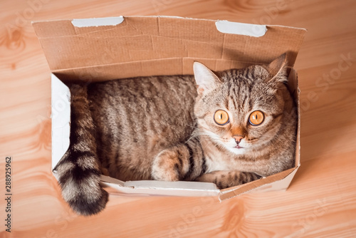 The full cat is conveniently placed in a small box. Cat breed Scottish Straight, color tabby. The cat has huge orange eyes.